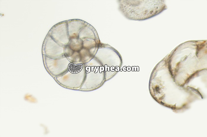 Foraminifères (Cuxhaven) x32 - gryphea.org